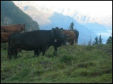 Unser Betrieb wird nach den Richtlinien von Bio Suisse und Kag Freiland bewirtschaftet. Im Sommer gehen alle Tiere auf die Alp. Dadurch bieten wir im Herbst Bio Alplmmer an.
